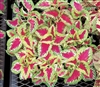 Coleus Fairways Rose