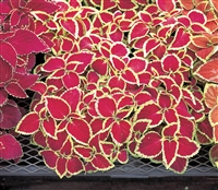 Coleus Fairways Ruby