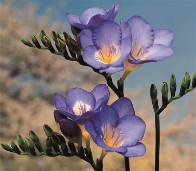 Freesia Royal Champ. Blue