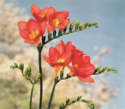 Freesia Royal Champ. Red
