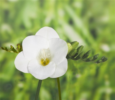 Freesia Royal Champ. White
