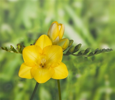 Freesia Royal Champ. Yellow