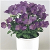 Campanula Pearl Dp Blue