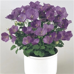 Campanula Pearl Dp Blue