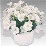 Campanula Pearl White