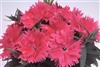 Dianthus Diana Salmon