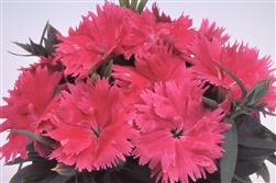 Dianthus Diana Salmon