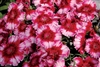 Dianthus Diana Crimson Pic