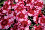 Dianthus Diana Crimson Pic