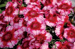 Dianthus Diana Crimson Pic