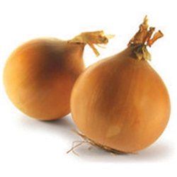 Onion Gladalan Brown