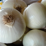 Onion White Spanish