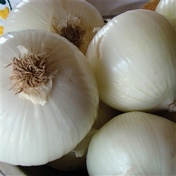 Onion White Spanish