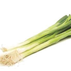 Onion Straightleaf (Non bulb)