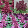 Salvia Reddy Plum Mix