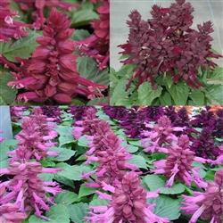 Salvia Reddy Plum Mix