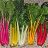 Silverbeet Rainbow -Decort