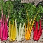 Silverbeet Rainbow