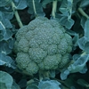 Broccoli Homerun F1