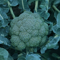 Broccoli Homerun F1