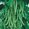 Bean Kentucky Blue - Climbing