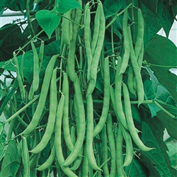 Bean Kentucky Blue - Climbing