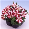 Petunia Lambada Red Star Pell