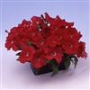 Petunia Lambada Scarlet Pellet