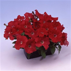 Petunia Lambada Scarlet Pellet