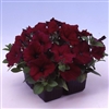 Petunia Lambada Burgundy Pelle