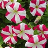 Petunia Lambada Rose Star Pell