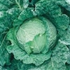 Cabbage Savoy King F1