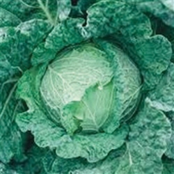 Cabbage Savoy King F1