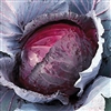 Cabbage Red Jewel F1