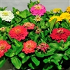 Zinnia Happy Pot Mix