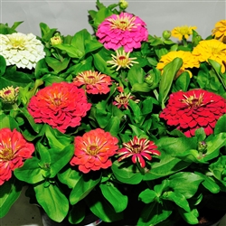 Zinnia Happy Pot Mix