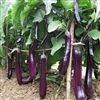 Eggplant Long Purple OP