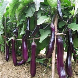 Eggplant Long Purple OP