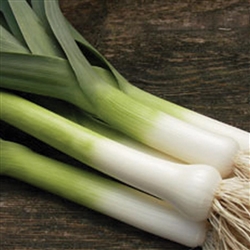 Leek Giant Musselburg