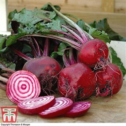 Beetroot Chioggia -Decort