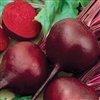 Beetroot Detroit Red-Decort