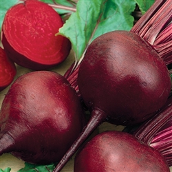 Beetroot Detroit Red-Decort