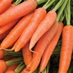 Carrot Little Fingers