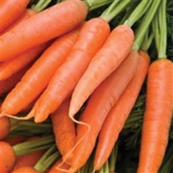 Carrot Little Fingers