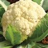 Cauliflower All Year Round OP