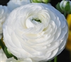 Ranunculus Highline White