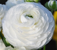 Ranunculus Highline White