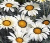 Gazania Kiss Frosty White