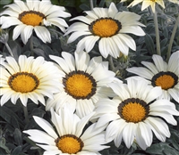 Gazania Kiss Frosty White