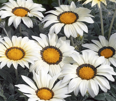 Gazania Kiss Frosty White